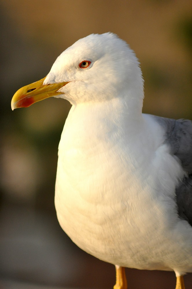 identificazione gabbiani